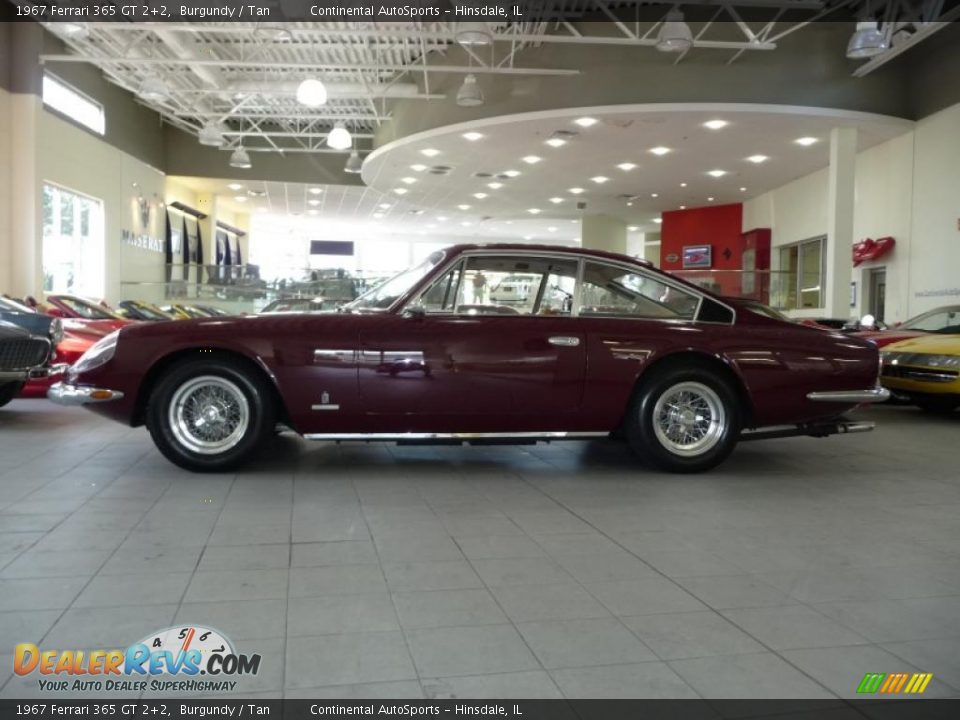 1967 Ferrari 365 GT 2+2 Burgundy / Tan Photo #2